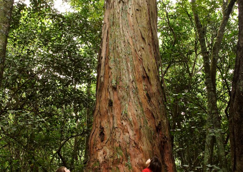 Puhi Puhi Tree Image with Kids