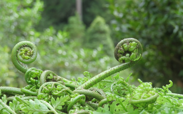 Kai Waho Korero, Guided Flora & Fauna Foraging at Huka Lodge